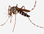 棕色编织的蚂蚱高清素材 免抠图 害虫 效果图 蚂蚱 蝗虫 装饰图 装饰画 免抠png 设计图片 免费下载