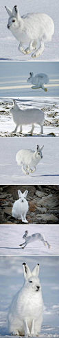 北极兔（学名： Lepus arcticus）， 是兔科、兔属的哺乳动物。北极兔体型巨大，头比一般的兔子大且长，耳朵较小，腿长，四肢非常有力灵活，夏季身体背面浅灰色，冬季身体背面白色。 ​​​​
