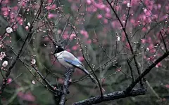 立春

一元复始，万象更新
春，代表着阳气初生，大地开始复苏。
自秦代以来，中国就一直以立春作为春季的开始。
春是温暖的季节，是鸟语花香的季节；
春是生长，耕耘播种的季节。
春，是二十四节气之首，至5月5日（立夏），是整个春天。
在这段时间，大地开始解冻，河流开始融化，
燕儿回到北方，满园春色，微风拂面，五九六九沿河看柳，
七九河开，八九燕来，九九辛勤的劳动人民开始播种，
为了一年的收获开始准备着。