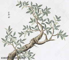 yiyanyun2009采集到植物