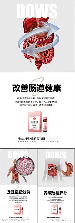 益生菌酵素减肥塑身肠道肝脏圈图海报-源文件下载