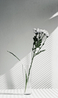 A desaturated shot of white flowers in a glass vase