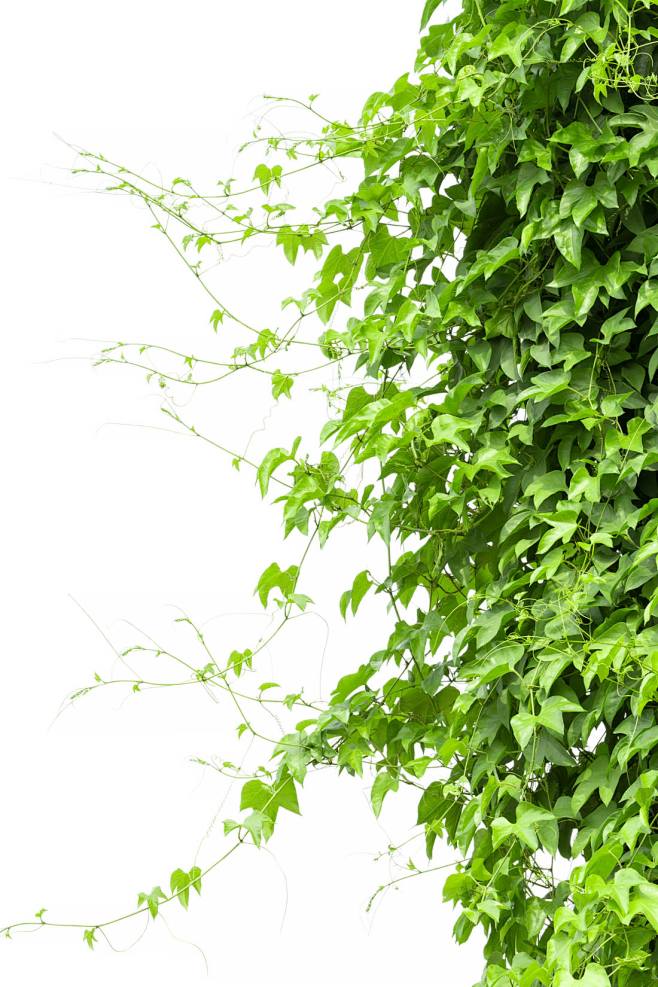 绿色树藤青藤春天藤蔓树叶花藤png素材