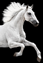 Beautiful white horse