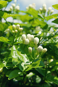 药生采集到芳草萋萋