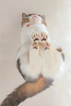FIOOLOi采集到猫