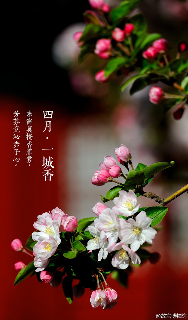  朱窗莫掩香霏雾,芳芬竞沁赤子心.#紫禁...