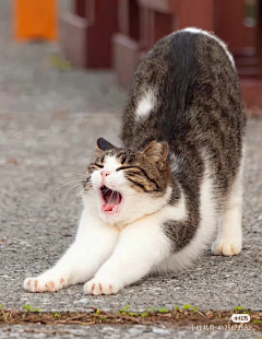 青青子金GL采集到猫咪