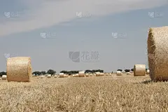 一大片干草准备过冬