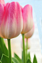 #摄影# #郁金香# #微距#
Фото Розовые тюльпаны