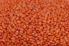 红豆bean