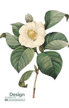 世界微尘里＇采集到花