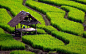 Paddy Fields