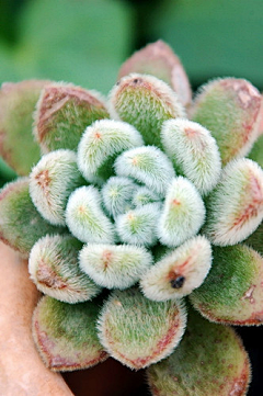 瓷壹采集到多肉植物