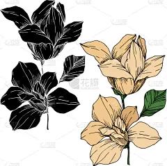 玉兰类,植物学,黑色,壁纸,植物群,春天,乡村风格,花,剪影