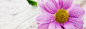 Flower Pink Twitter Cover & Twitter Background | TwitrCovers