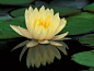 睡莲（英文名water lily），睡莲科睡莲属。提到睡莲，就不得不提荷花（英文名lotus（睡莲科莲属））。睡莲和荷花最简单的区别是荷花的叶子和花挺出水面，睡莲的叶子和花浮在水面，还有花比较小。