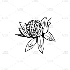 草图,花朵,三叶草,墨水,黑色,健康保健,贺卡,直的,复古