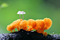 [美妙的色彩] 国家摄影师Toya Heatley在新西兰惠灵顿拍摄的作品《美妙的色彩》，一张引人注目的照片，迷人的主题，结构精美的橘色真菌，以及两颗从橘色菌类中拔地而出的白色蘑菇。绿色背景和黑色前景完美呈现了这些菌类，排序和光线也很完美。