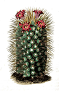 Vintage Botanical Print - Cactus