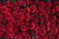 Sixty seven red roses