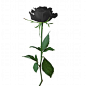 高清黑色玫瑰花图片下载