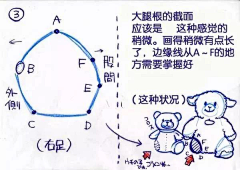 AmmY-采集到人体&骨骼&肌肉