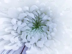 背景,美,贺卡,留白,水平画幅,樱花,樱桃,纯净,夏天,生日