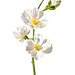 写实一株小苍兰 植物花