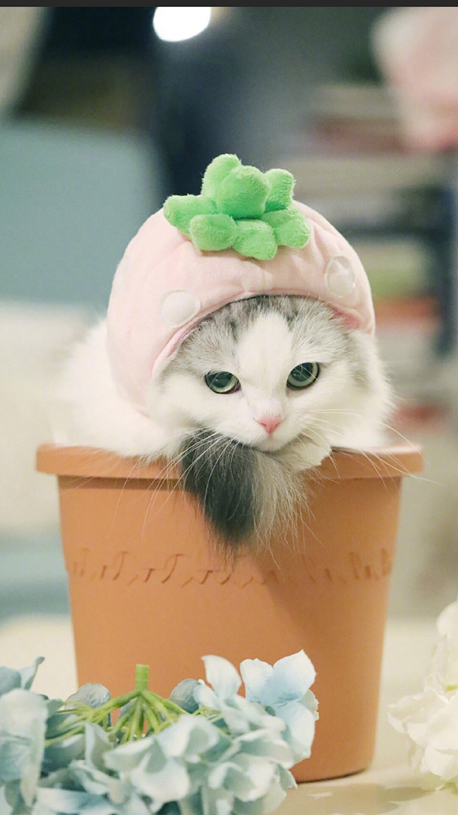 猫 狗 兔子 萌宠 宠物 摄影 写真