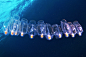 海底摄影：神秘的红海水母