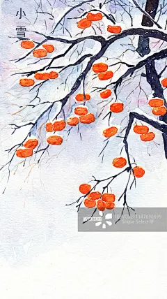 节气,小雪,柿子,雪,植物正版图片素材