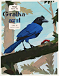 BIRDS OF BRAZIL — Part 1 : Birds of BrazilThis project is part of series of illustrations celebrating the incredible fauna of Brazil. With more than 18 hundred confirmed species, Brazil has one of the richest bird diversities in the world.This series show