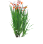 火星花3