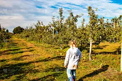 Little girl explores an apple orchard on a nice au