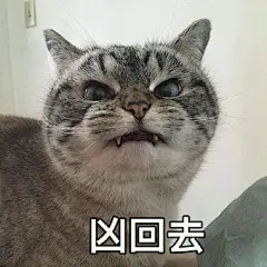 超凶猫咪表情包，还有更凶的表情包吗！分享一波喽 ​​​​