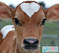 Cutest Animal Around the World，Calf With Heart Marking | Cutest Paw