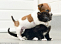 被遗弃的小猫猫和小狗狗在救助中心里成为“姐妹花”