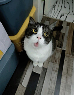 artduan采集到猫