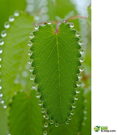 木木小蜗牛采集到花絮醍旎