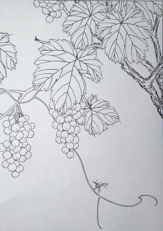 工笔线描稿之葡萄