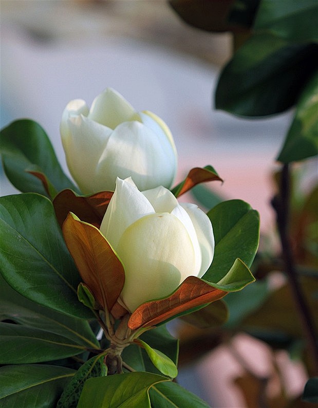 广玉兰（学名：magnolia gran...