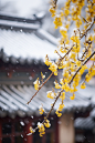 冬日雪中唯美的腊梅
