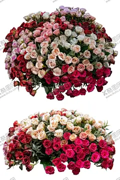 玫瑰花 【酷图网】花草,玫瑰花,玫瑰花图片,玫瑰花壁纸,玫瑰花素材,玫瑰,素材图片,红玫瑰,月季花,鲜花,鲜花图片,鲜花素材,花朵,创意图片,花瓣,唯美图片,唯美壁纸,壁纸图片,电脑壁纸,服装图案,服装印花,T恤印花,情人节,情人节图片,花,花卉,花蕊,爱情,植物,绿色植物,植物图片,花花草草,服装印花图,生物世界