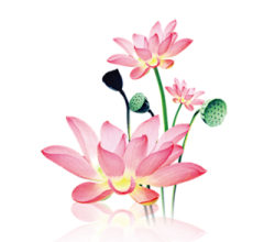 yanranqing采集到花朵PNG