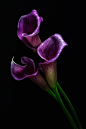 crescentmoon0666:Calla Lilies by Ivan Peña

