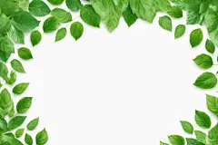 绿叶植物素材树叶底纹边框元素