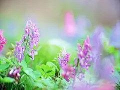 唯美山花烂漫写真花语桌面壁纸桌面壁纸4
