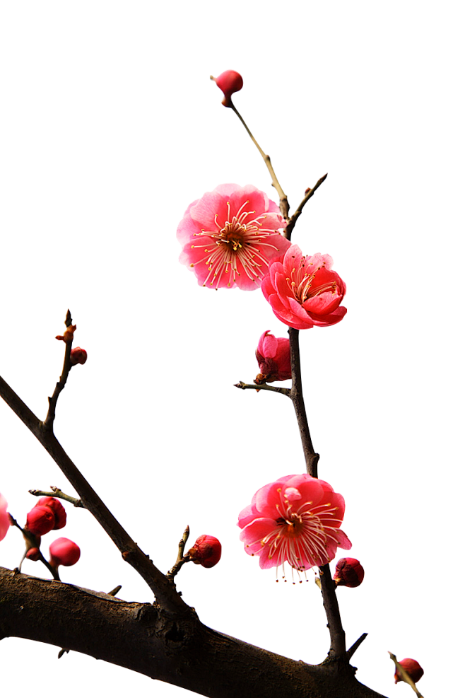 梅花