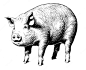 Vector pig fat realistic hand drawn sketch.livestock vector.